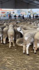 Sheep flock housed in barn facility in Marrakesh