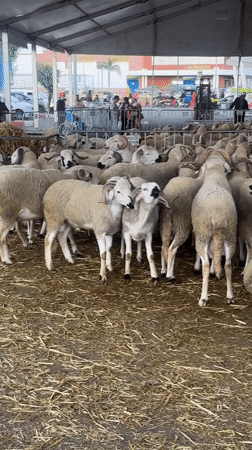 Sheep flock housed in barn facility in Marrakesh