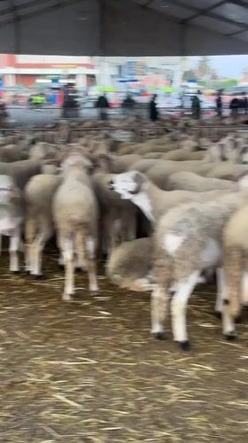 Sheep flock housed in barn facility in Marrakesh