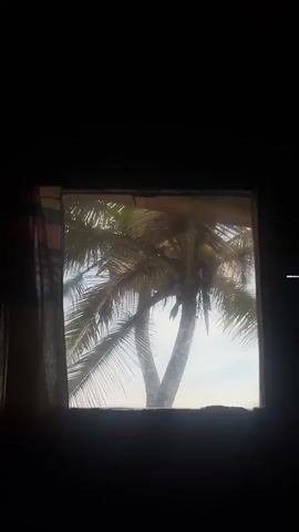 This is a short video clip showing a view through a window. A palm tree with coconuts is visible outside, with its fronds partially obscuring a cloudy sky. A curtain hangs on the left side of the window. The video is dark, with the window frame and the interior of the room being black. The clip lasts for approximately 5 seconds and is silent.