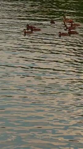 The video captures a serene scene of a flock of ducks swimming in a body of water, likely a lake or pond. The ducks, predominantly brown, are spread out across the water's surface, some swimming in small groups, others more individually. The water itself is calm, with subtle ripples reflecting the muted tones of the surrounding environment. The background is dominated by a dense, dark green foliage, suggesting a natural setting, possibly a park or a forested area.

The lighting indicates it might be late afternoon or early evening, with the sky casting soft, diffused light on the water. There are no visible people or man-made objects, emphasizing the natural, tranquil atmosphere. The overall mood is peaceful and undisturbed, with the gentle movement of the ducks and the quiet water creating a sense of calm. The visual implies a moment of natural observation, where the viewer is simply a spectator to the ducks' daily routine in their habitat. There is no visible text within the video frame.