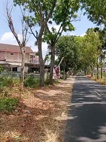 A low-angle shot captures a tree-lined road on a sunny day. The camera moves forward along the paved road, with the left side showing a dusty path, trees, and a building in the background. Several Indonesian flags are visible, attached to poles and flapping in the breeze. The road itself is shaded by the trees, creating a dappled pattern of light and shadow. The building on the left appears to be a residential structure with a red roof and white walls. The overall atmosphere is calm and serene, suggesting a rural or suburban setting.