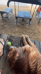 Golden retriever and beachgoer enjoy quiet morning in Galle