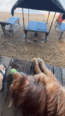 Golden retriever and beachgoer enjoy quiet morning in Galle