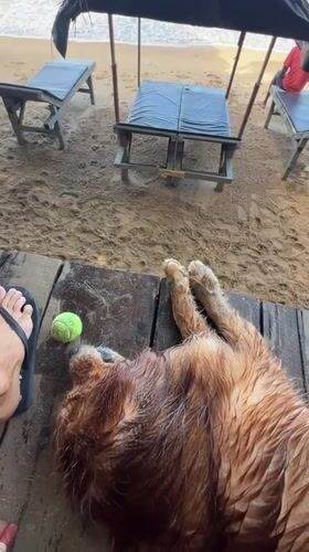 Golden retriever and beachgoer enjoy quiet morning in Galle