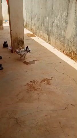 A single chicken walks on a concrete patio near a wall. The chicken has white, brown, and black feathers. There are several dark puddles on the patio. A black bucket sits on the left side of the frame. A gray kettle and some dark objects are near the wall behind the chicken. The wall is stained and weathered.