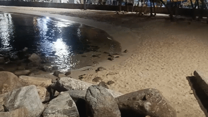 Bird spotted on illuminated beach in Juan Griego, Venezuela