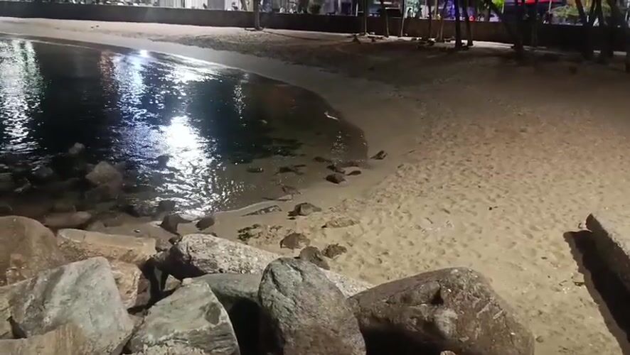 Bird spotted on illuminated beach in Juan Griego, Venezuela