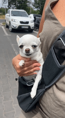 Chihuahua outing and construction scenes in Fontanka, Ukraine