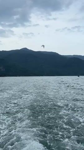 The video shows a boat's wake in the foreground, with choppy water moving away from the camera. In the middle ground, there is a body of water that stretches towards a large, dark green mountain range. The sky is overcast with grey clouds. A white bird with outstretched wings is flying in the sky above the mountains. Another white bird is visible flying at a lower altitude above the mountains, closer to the water.