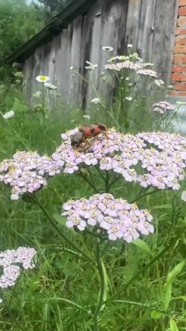 A close-up video shows a beetle with red and black markings on a cluster of small, light pink flowers. The beetle is positioned in the center of the frame, with its head down as if feeding. The background is a blur of green grass and a weathered wooden structure. White flowers and a brick structure are visible in the distance. The lighting suggests an overcast day.