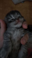 Tiny kitten yawns in hand; another cat claims a storage bin