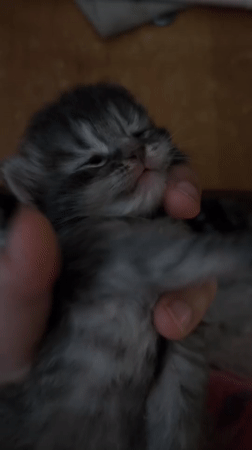 Tiny kitten yawns in hand; another cat claims a storage bin
