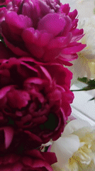 Morning memories from Izhevsk: peonies, street scenes, cloudy skies