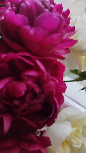 Morning memories from Izhevsk: peonies, street scenes, cloudy skies