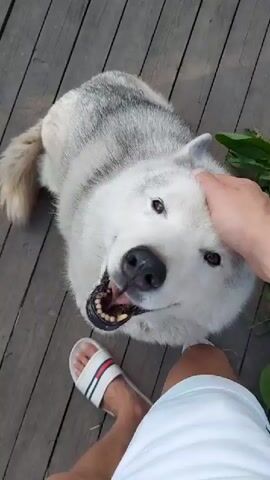A high-angle shot shows a husky dog being petted by a person. The dog is white and gray with dark eyes and an open mouth, revealing its teeth. The person's hand is visible, petting the dog's head. The person is wearing white shorts and white sandals with red and blue stripes. The scene is set outdoors on a wooden deck. Green foliage is visible in the background. The time of day and weather are not specified. The location is Kamenka, Russia. There is no visible text in the video.
