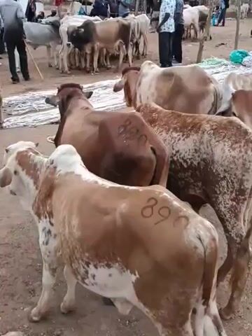 The video depicts an outdoor scene, likely a market, with numerous cattle present. Several individuals, appearing to be men, are scattered throughout the frame, some interacting with the animals and others standing in groups. The ground is dirt, and in the background, there are buildings and trees, suggesting a rural or semi-rural setting. The cattle are of various colors, predominantly white and brown, and some appear to have markings on their bodies. The overall atmosphere suggests a transaction or gathering related to livestock.