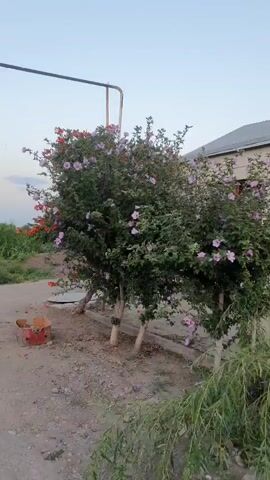 A medium shot shows a flowering bush with pink and red flowers. The bush is located outdoors next to a dirt path. To the left of the bush is a cardboard box. In the background, a house with a white roof is visible. The sky is overcast. The camera pans slightly to the right.