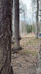 Squirrel climbs tree, interacts with human in Ust-Ilimsk