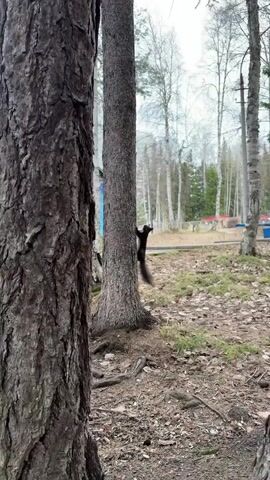 The camera captures a squirrel climbing up a tree trunk. The squirrel, with a dark brown coat and a bushy tail, clings to the bark of the tree. It then scampers down the tree trunk and briefly moves into view on the forest floor. The scene is set in a forest or park with other trees visible in the background. The ground is covered with leaves, twigs, and patches of green moss or grass. In the background, there's a glimpse of a building with a colorful design on its side. The overall environment suggests a natural outdoor setting, possibly a park or woodland area.