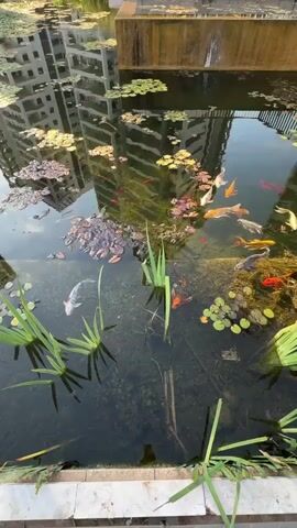 The video showcases a pond teeming with koi fish, a common practice in many urban and suburban settings, including Givat Shmuel, Israel. The pond is populated with a variety of koi, distinguished by their vibrant colors, including white, orange, red, and black markings. These fish are swimming gracefully through the clear water, occasionally surfacing near the lily pads and aquatic plants that dot the pond's surface.

The setting is an outdoor environment, as evidenced by the natural light reflecting off the water and the presence of aquatic flora. The pond itself appears to be a man-made feature, likely part of a park, residential complex, or public space, given the presence of a concrete structure and the reflection of a multi-story building in the water. This reflection suggests the time of day is likely morning or late afternoon, as the sun casts long shadows and creates a gentle sheen on the water.

The weather appears to be pleasant, conducive to outdoor activities and the healthy thriving of the koi. The overall mood conveyed is one of tranquility and natural beauty, offering a peaceful visual experience. There is no visible text within the video clip.
