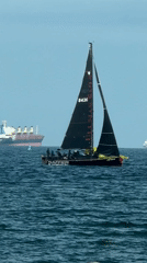Sailboat and cat spotted in Varna coastal area