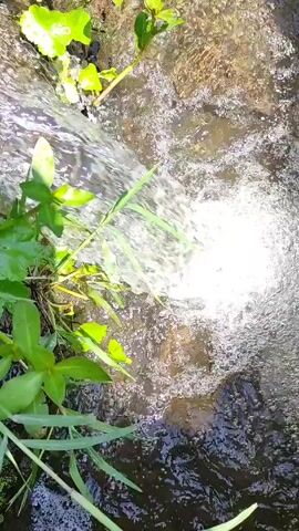 The video shows a close-up, static shot of a small, shallow stream with clear water flowing over rocks and some green plants growing on the edge. The sunlight creates a bright spot on the water surface, making it appear white. The water moves quickly, creating a frothy, bubbling effect as it flows downstream.