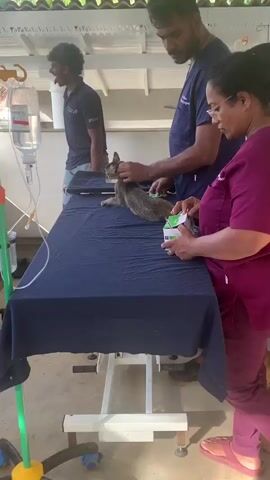 A male veterinarian in blue scrubs gently holds a small, grey, ferret-like animal upright on a blue-draped table. Another male in a black t-shirt and shorts stands nearby, arranging something on the table. A white box and a clear liquid bag with tubing are also visible on the table.