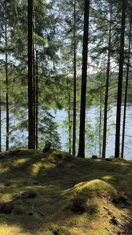 The video displays a serene forest scene on a sunny day in Vessigebro, Sweden. The foreground features a mossy forest floor with sunlight dappling through the trees, creating patterns of light and shadow. Numerous tall, slender conifer trees, likely pines or spruces, stand prominently in the midground, framing a view of a tranquil lake beyond. The lake's water appears light blue, reflecting the sky, and is surrounded by lush green foliage on the distant shore. Some lighter-leaved trees, possibly birches, are also visible closer to the water's edge among the darker conifers. No people, objects, or visible text are present in the video, which conveys a peaceful and natural atmosphere.