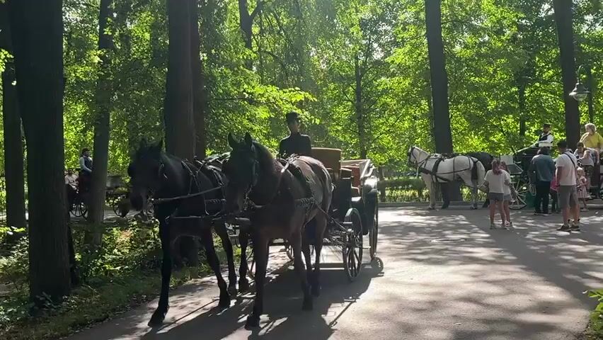 A horse-drawn carriage is moving on a paved path through a park or forest. The carriage is pulled by two dark-colored horses. A person wearing a black hat and black clothing, likely the driver, is seated at the front of the carriage. Another person is seated in the carriage behind the driver. Sunlight filters through the green trees that line the path. In the background, another white horse-drawn carriage is visible, along with several people standing around it. The weather appears to be sunny.