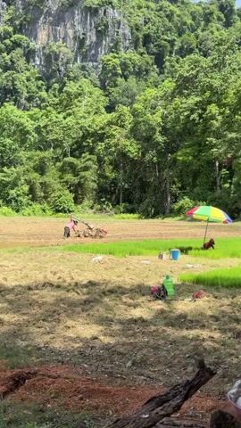 The video shows a rural landscape in Vang Vieng, Laos. In the foreground, there is dry, brown soil and a pile of reddish dirt, suggesting recently tilled land. A few objects are scattered on the ground, including a green bottle, a red backpack, and what appear to be tools or equipment.

In the middle ground, a person is operating a tiller, working in a muddy field. This person is wearing a pink shirt and dark pants. To the right, there is a vibrant, colorful umbrella providing shade, with a dark-colored animal, possibly a dog, resting nearby. Beyond the tilled area, a patch of bright green, young rice plants is visible.

The background is dominated by a lush, green forested hillside that rises to a dramatic, rocky cliff face. The foliage is dense and varied, indicative of a tropical environment. The sky is bright and appears to be clear, suggesting daytime with fair weather.

The overall scene depicts agricultural work in a scenic, mountainous region. The presence of the tiller suggests active farming, likely preparing the land for planting or tending to crops. The bright sun and vibrant greenery point to a warm, possibly humid climate typical of Southeast Asia. The lone figure working the field and the colorful umbrella evoke a sense of traditional rural life against a stunning natural backdrop. No visible text is present in the video.