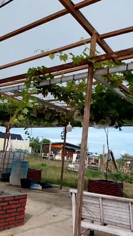 The camera pans across a wooden structure with grape vines growing on top of it. The vines have bunches of grapes wrapped in white bags. The structure provides shade to a seating area with wooden benches and brick planters. In the background, there is a view of a town with trees, a lake, and the sky.
