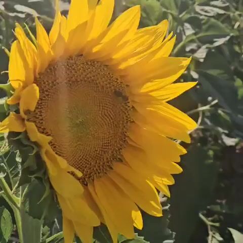 A close-up video shows a sunflower in full bloom, with its bright yellow petals and a detailed view of its center. A bee is visible, actively moving across the sunflower's disc florets, likely collecting pollen or nectar. The sunlight creates a warm, natural lighting effect, highlighting the textures of the sunflower and the bee. The background is softly blurred, indicating a shallow depth of field, with hints of more sunflowers and green foliage, suggesting the setting is a field of sunflowers on a sunny day.