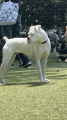 Dogs play and socialize at West Hollywood dog park