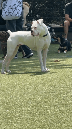 Dogs play and socialize at West Hollywood dog park
