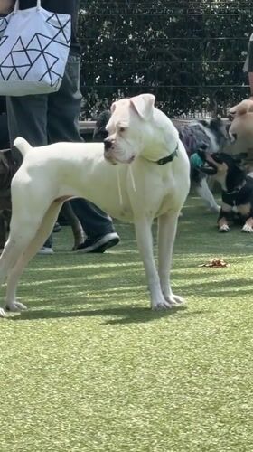 Dogs play and socialize at West Hollywood dog park