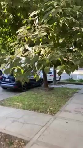 The video shows a residential street. A fire truck is visible driving down the road. There are several cars parked on the side of the street. Trees line the sidewalk. The video is taken from the perspective of someone standing on the sidewalk.
