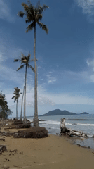 Tropical coastal and forest scenes documented over 22 minutes