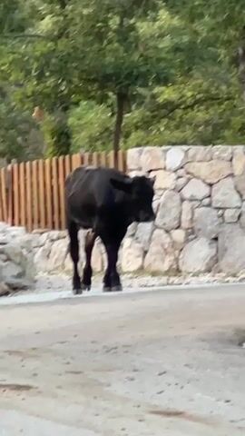 A young black calf walks down a dirt road. Behind the calf is a stone wall and a wooden fence. Trees and foliage are visible in the background. The calf appears to be alone and undisturbed.