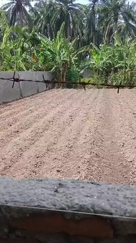 A drone's-eye view pans across a freshly tilled field bordered by barbed wire fence and lush vegetation, including banana trees and palm trees. The sky is clear and blue.