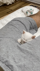 Kittens play and nap on bed in Çekmeköy