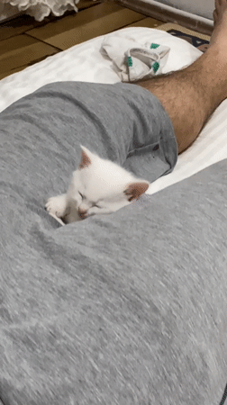Kittens play and nap on bed in Çekmeköy