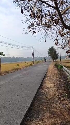 A paved rural road stretches into the distance under a clear sky. On the left, a field of dry, yellowish-brown grass or crops borders the road, and further back, a line of trees can be seen. Overhead, power lines are strung between utility poles. On the right side of the road, a dry, grassy embankment slopes away, with sparse trees and dry vegetation. In the foreground on the right, a large tree with bare branches and dried seed pods hangs over the edge of the road. A single motorcycle rider is visible in the distance on the road, moving away from the camera.
