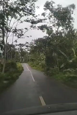 The video shows a first-person view of a car driving on a wet, paved road surrounded by lush green vegetation and tall trees. The sky is overcast, suggesting it might be raining or has recently rained. The road has a white line marking the center. On either side of the road, there are dense trees, some with palm-like fronds, and other greenery. In the distance, the road appears to curve upwards. The overall impression is a drive through a tropical or sub-tropical environment.
