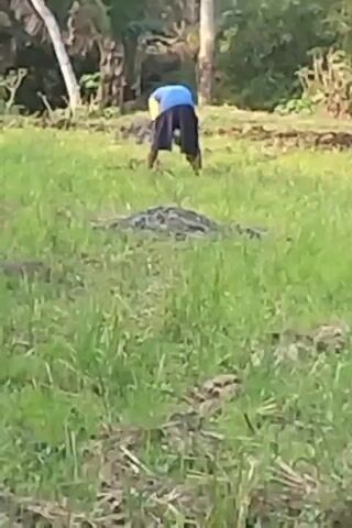 A person wearing a blue shirt and dark shorts is in a grassy field, bending over as if working. In the foreground, there is a pile of dark material, possibly dirt or compost, covered in grass. The background shows trees and vegetation. The lighting suggests it is daytime.
