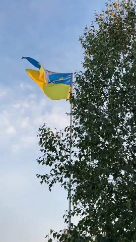 A Ukrainian flag waves in the wind on a tall flagpole. The flag is half blue and half yellow. A large tree with green leaves is partially visible on the right side of the frame. The sky is blue with some clouds. The video is filmed from a low angle, looking up at the flag and the tree.