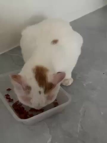 The video shows a white cat with light brown markings eating dry food from a rectangular, white, plastic container. The cat stands on a gray, textured surface against a white wall. The camera zooms in closely on the cat's head and the food dish. The cat's face is down in the dish as it eats.