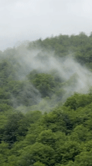 Morning fog blankets forested hillside in Tsakva, Georgia