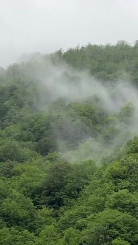 The video shows a densely forested hillside enveloped in fog. The trees are predominantly green, and the fog weaves through the foliage, obscuring parts of the hillside. The sky is overcast.