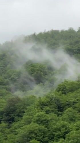 Morning fog blankets forested hillside in Tsakva, Georgia